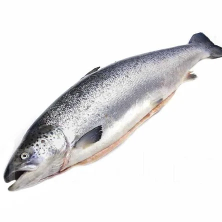 Семга 5-6 вес Чили